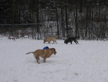 Gypsy, Wilson, Angus & Apple Gypsy, Wilson, Angus & Apple